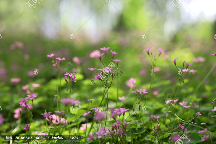 红花醡浆草