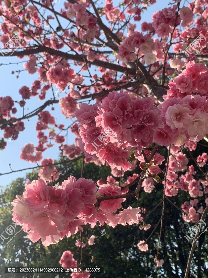 花花草草