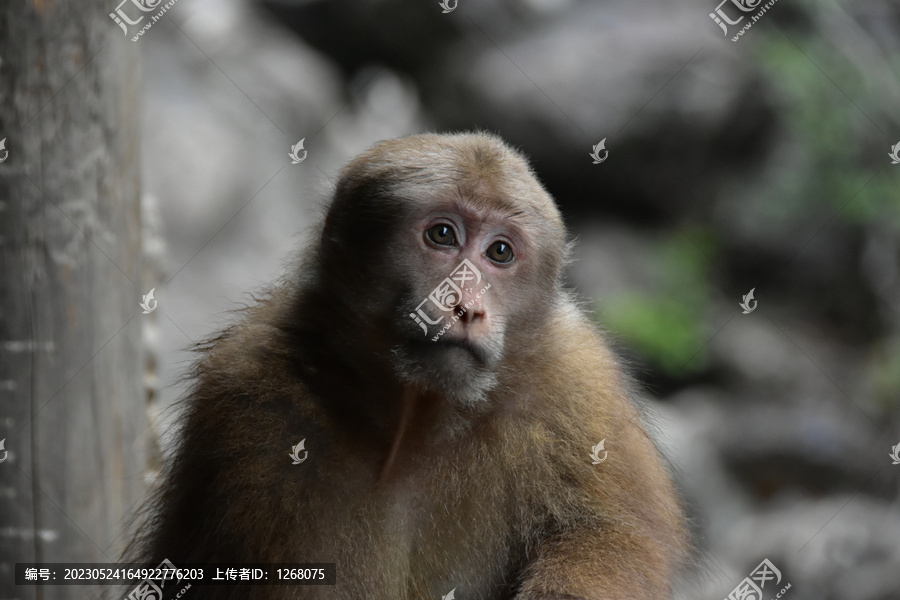 黔灵山猕猴
