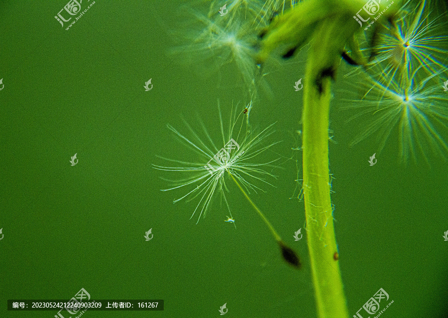 飘逸梦幻的蒲公英