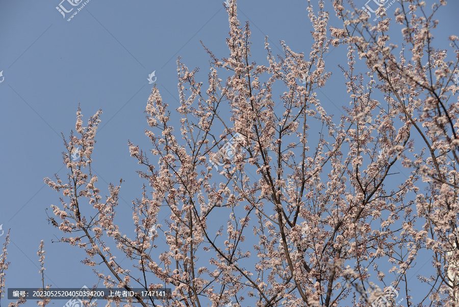 花枝