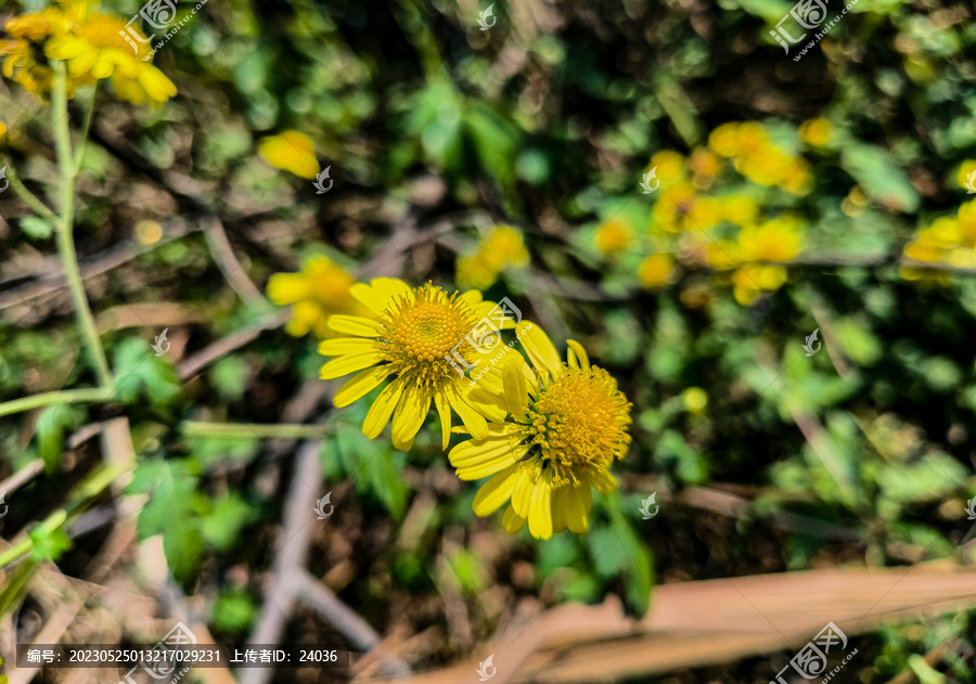 山菊花