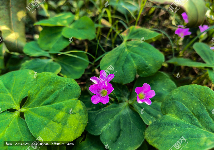 红花酢浆草