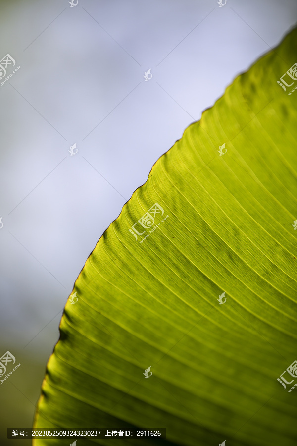 芭蕉叶特写