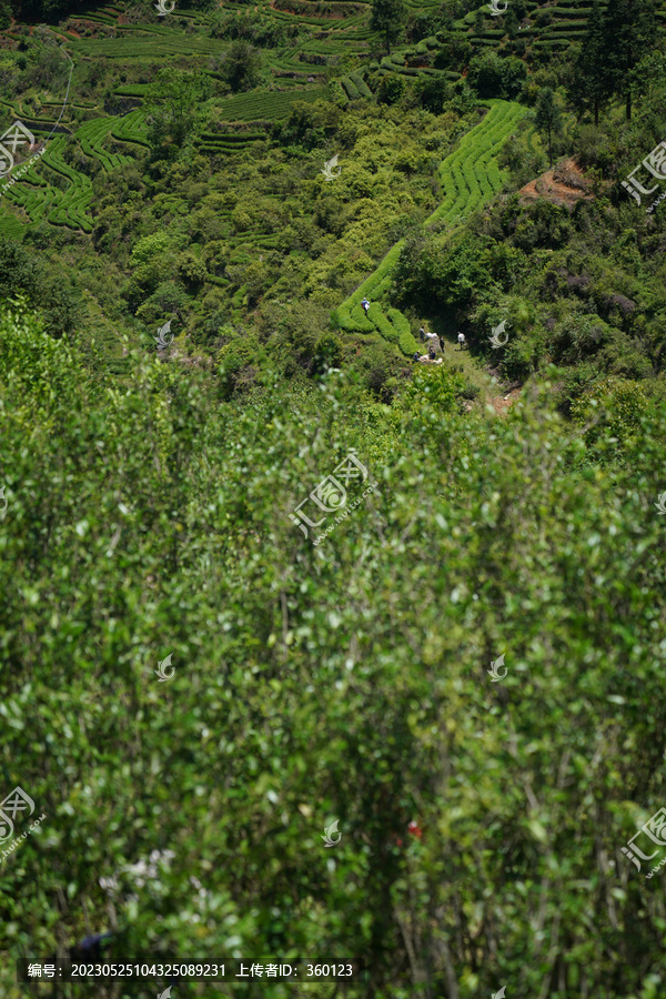 武夷岩茶环境山场拍摄采茶