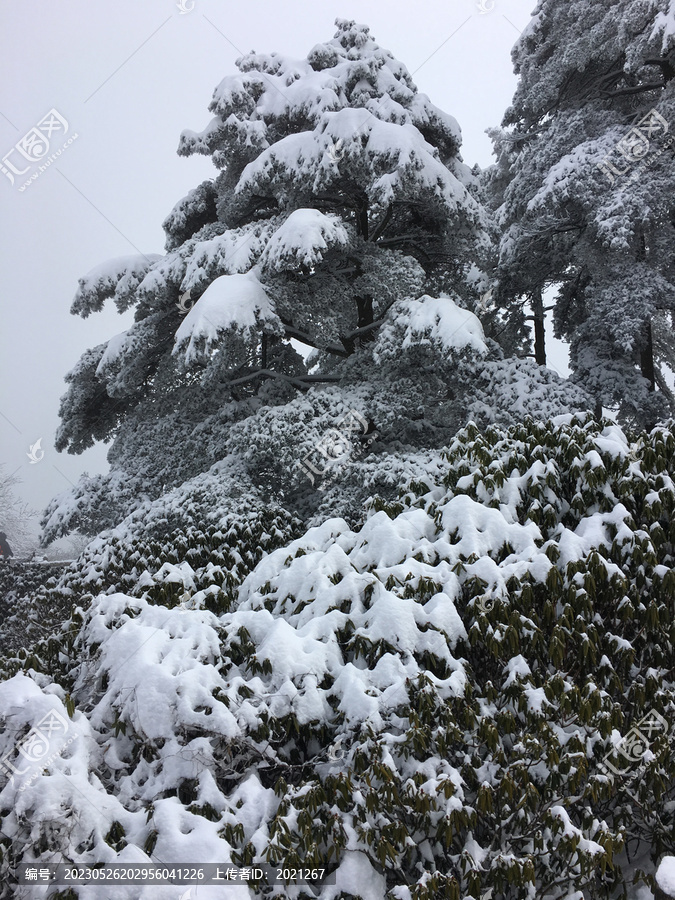 黄山雪景