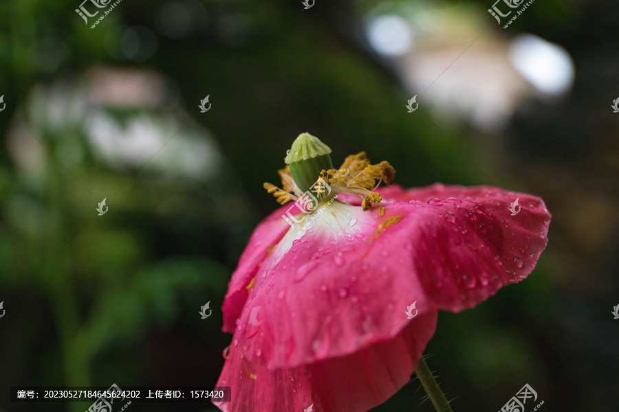 沐雨的虞美人