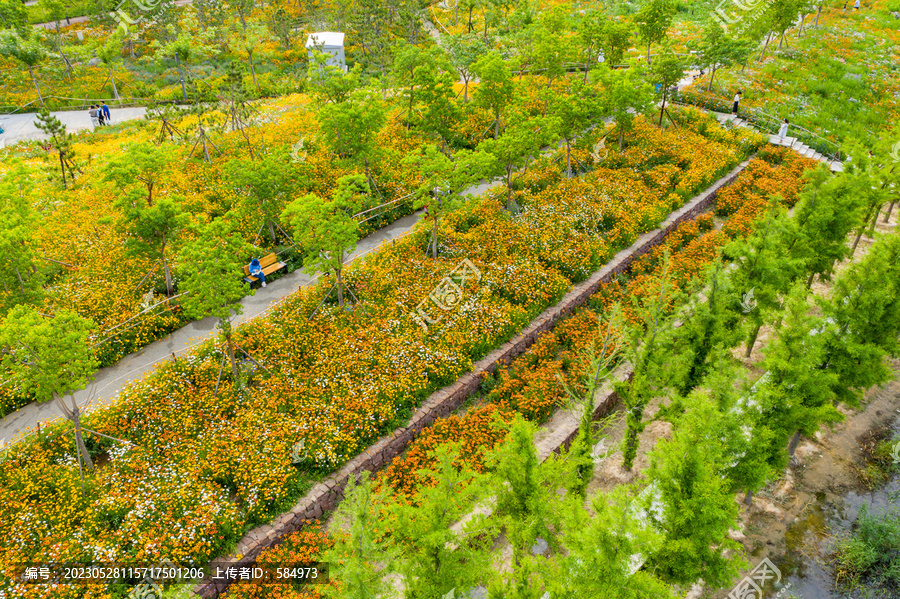 田园风格城市花园小雏菊花园林