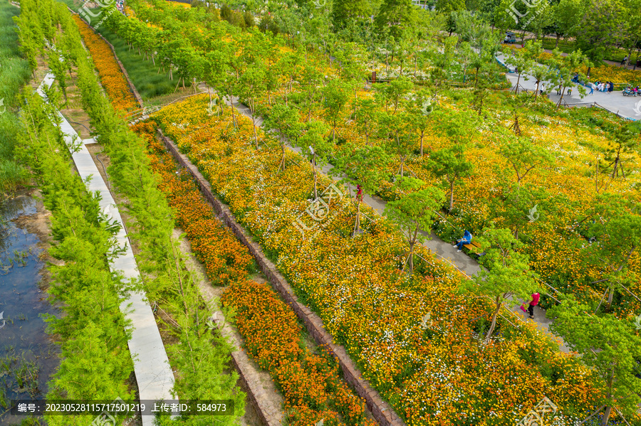 田园风格城市花园小雏菊花园林