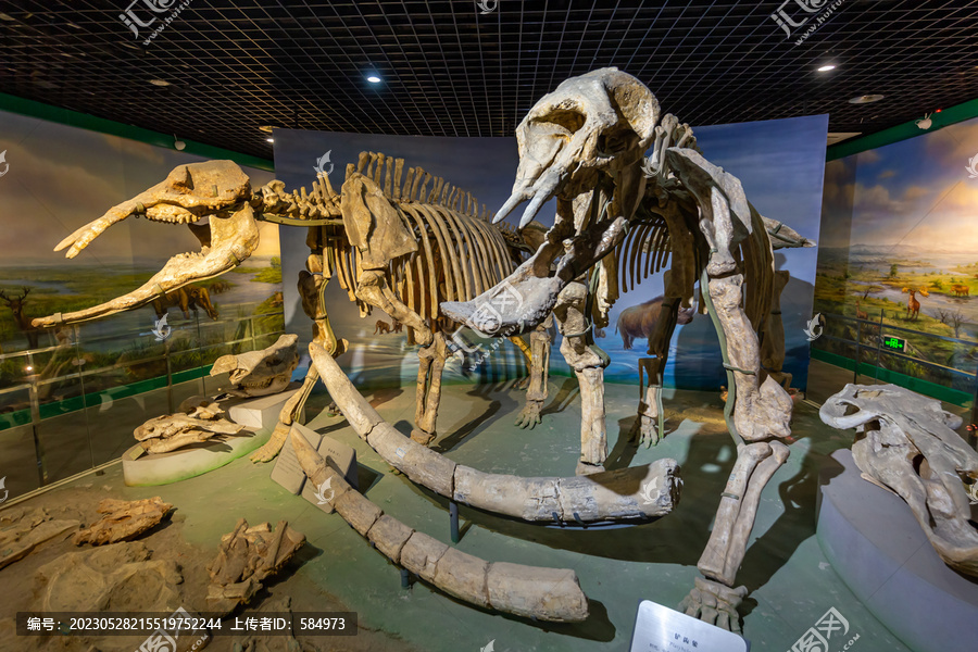河南自然博物馆古象厅大象化石