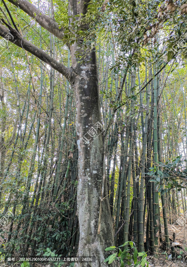 米槠树