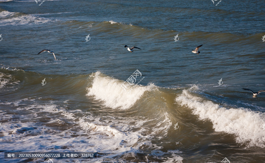 海鸥和海浪