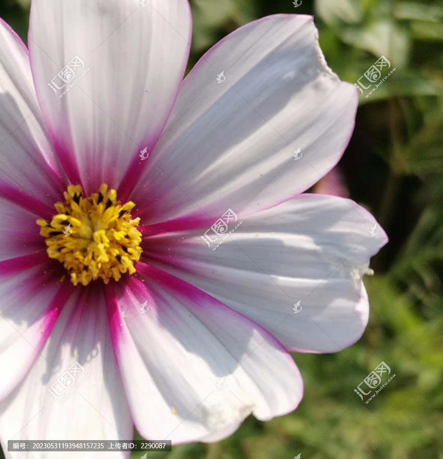 向阳小菊花