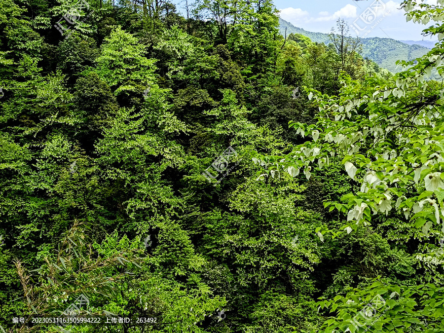 漫山遍野的鸽子花