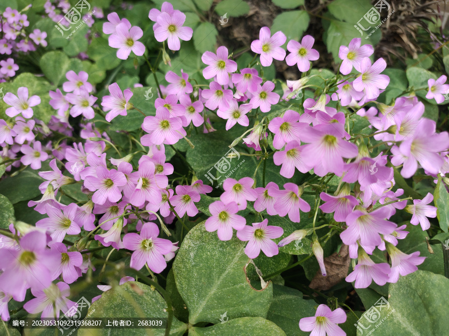 酢浆草花