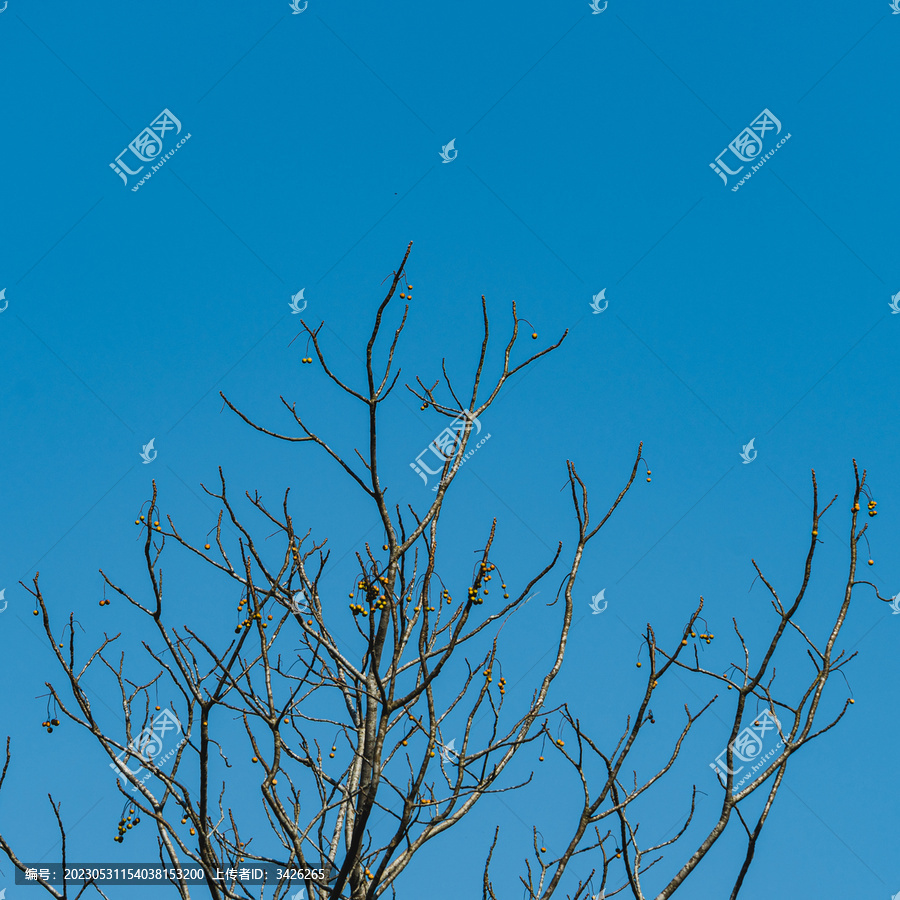 晴朗蓝天下的裸树俯视图