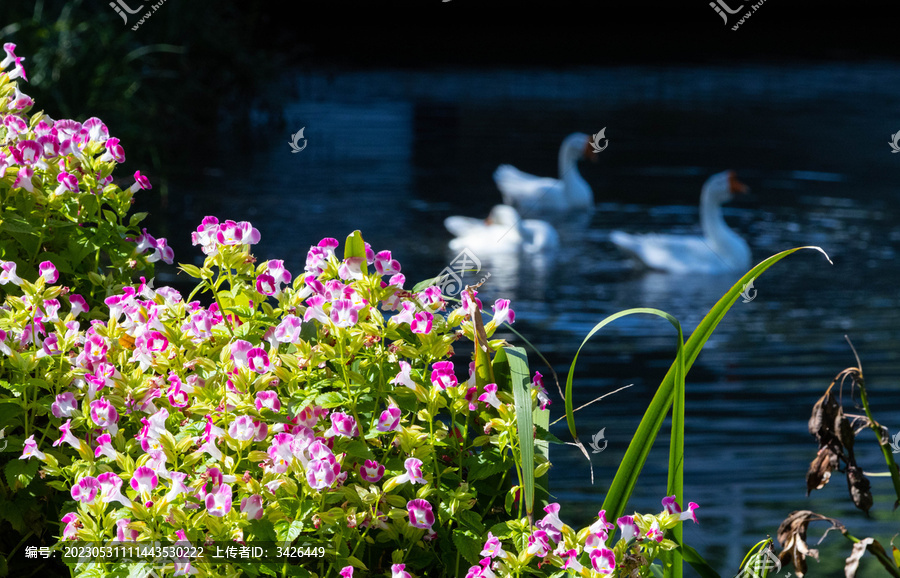 花卉和鸭子