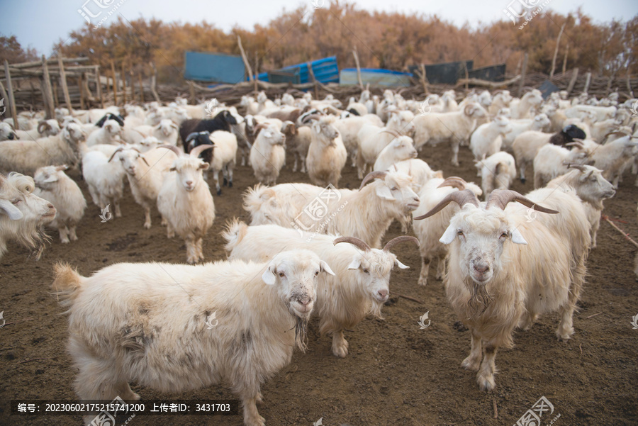 动物农村白色羊群