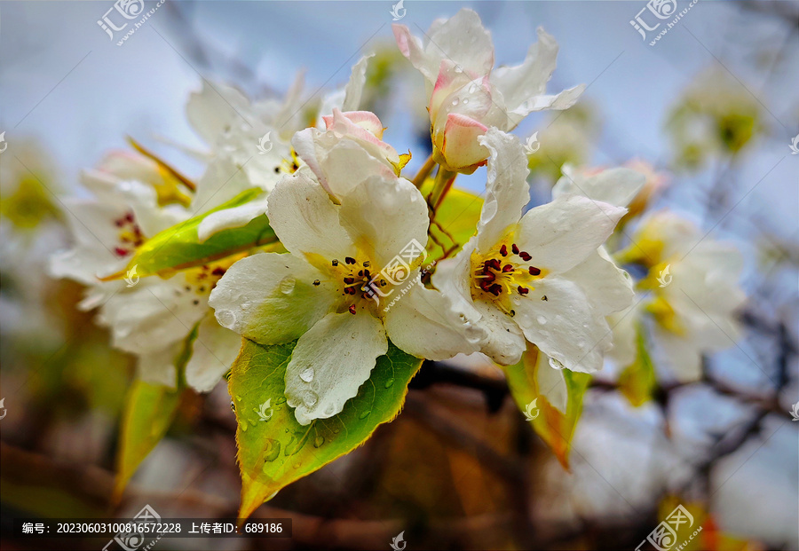 花团锦簇