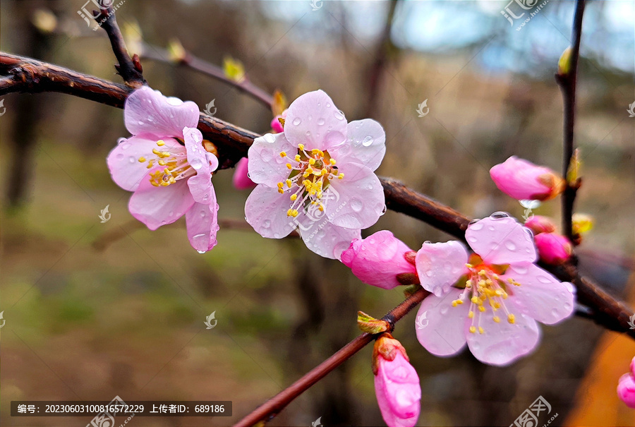 梅花枝头