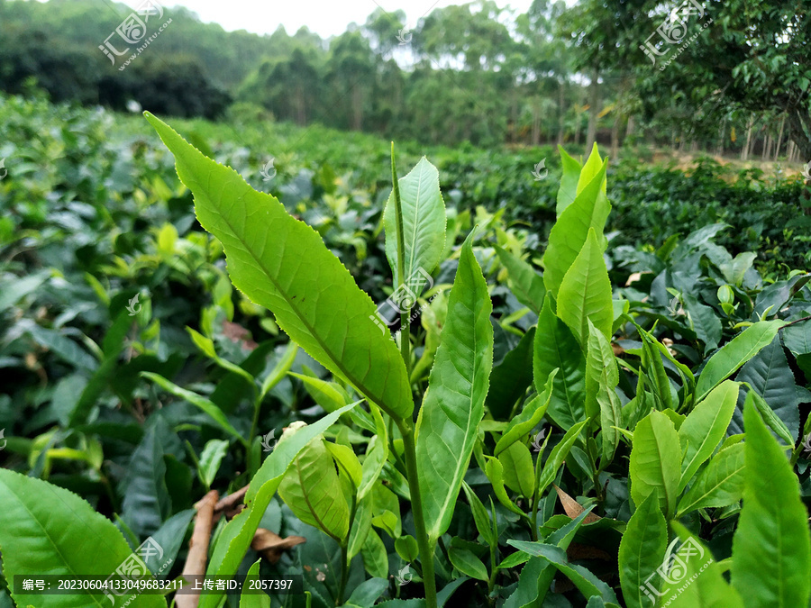 茶山绿茶