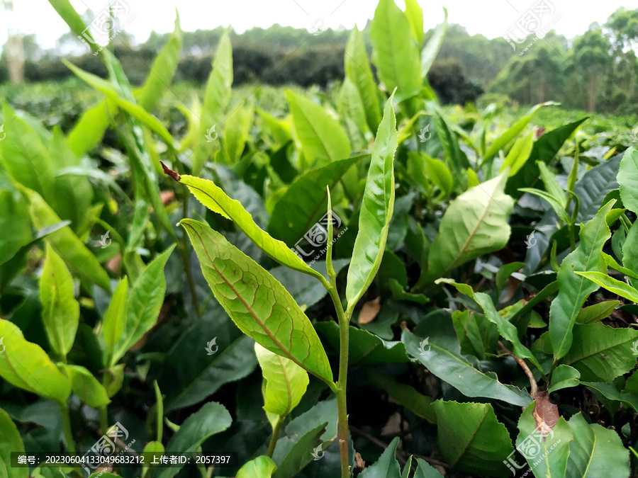 绿茶嫩茶