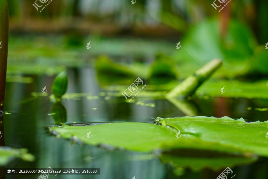水面上的水生植物莲花
