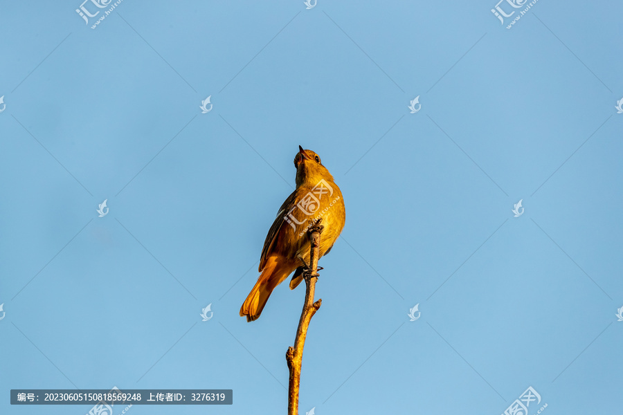 一只鸟儿立在枝头高清照