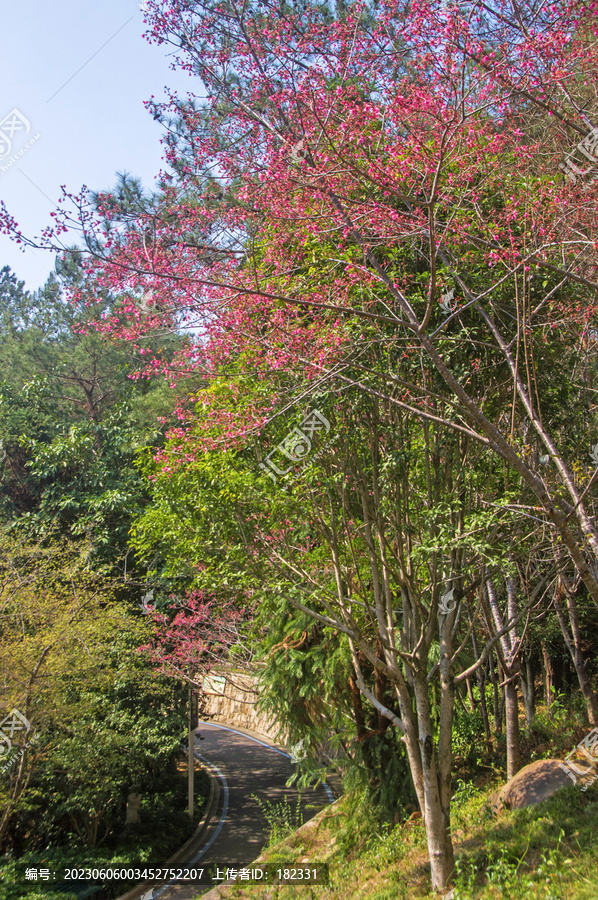 永泰塔山植物植被