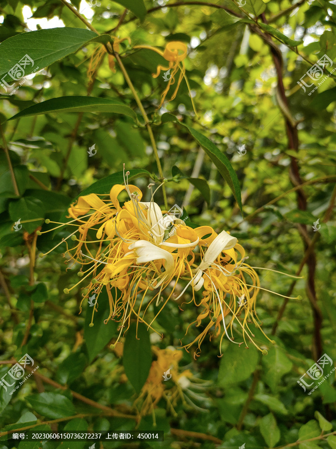 金银花