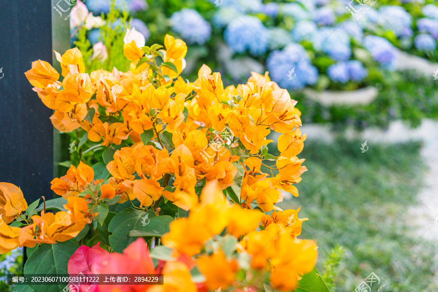 重瓣橙色三角梅紫阳花绣球花