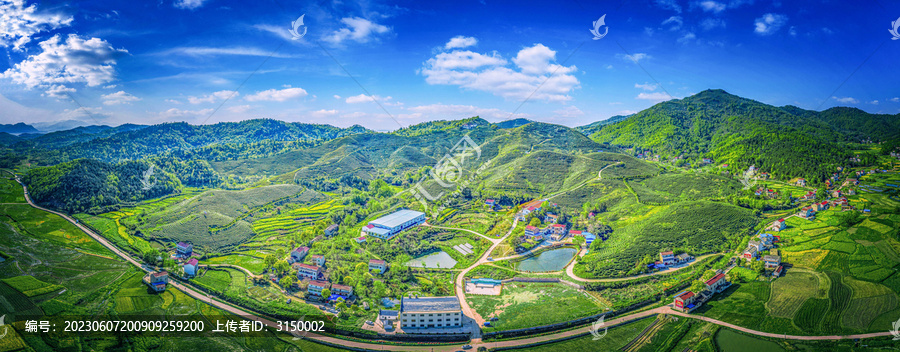 官山茶园