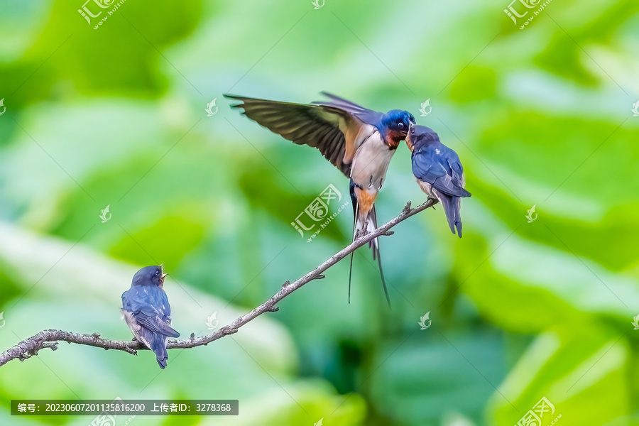 燕子喂食