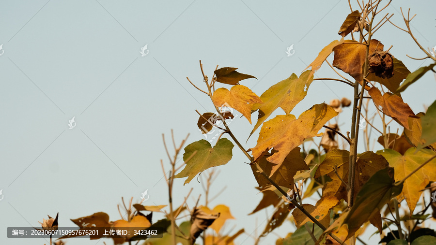 冬天深圳莲花山公园的木芙蓉