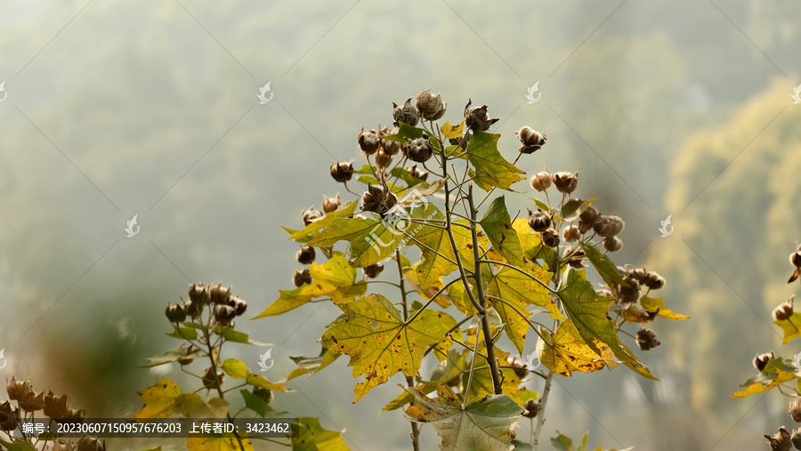 冬天深圳莲花山公园的木芙蓉