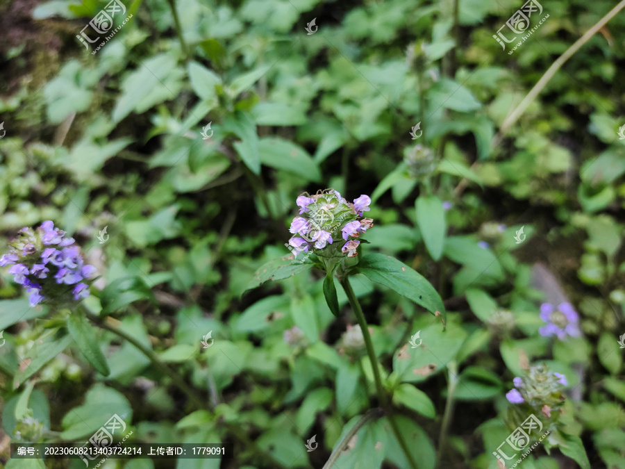 夏枯草