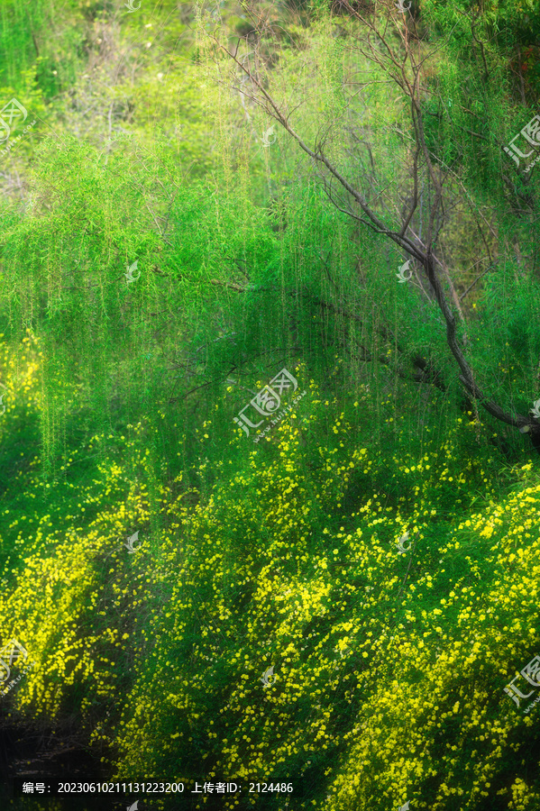 迎春花