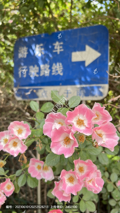 粉团蔷薇花