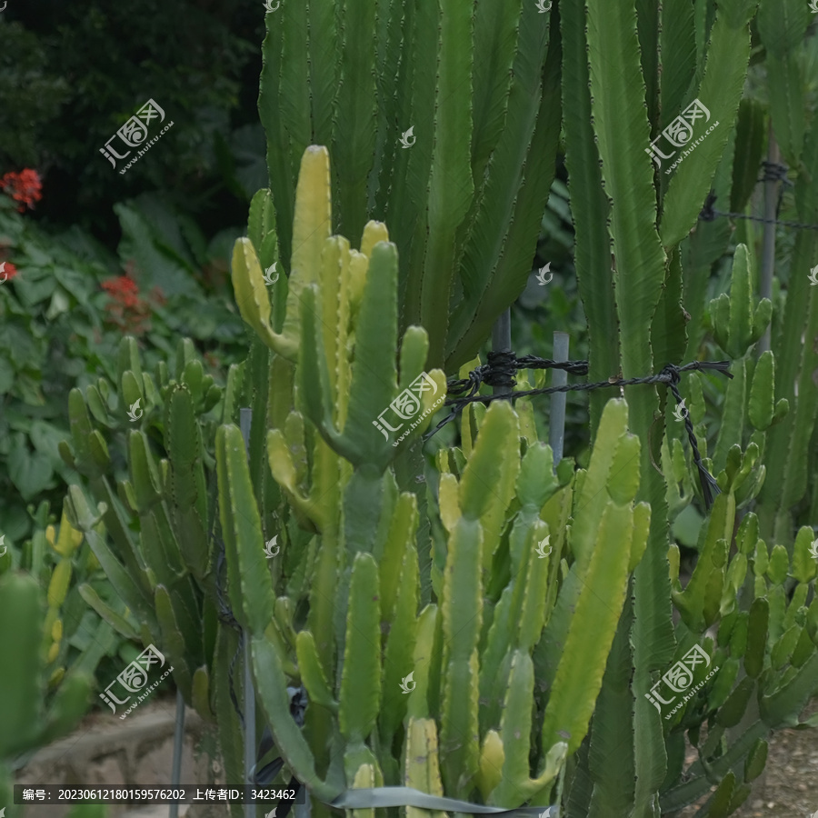 仙湖植物园沙漠植物区