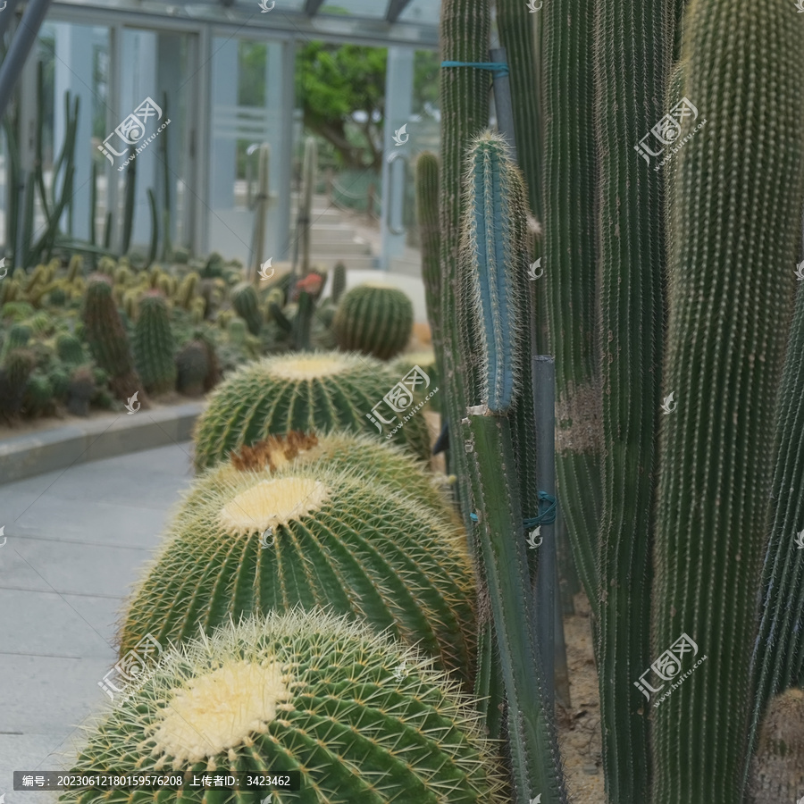 仙湖植物园沙漠植物区