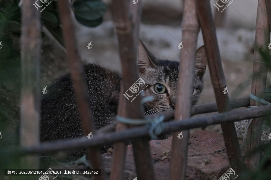 傍晚蹲在篱笆后的小狸花猫