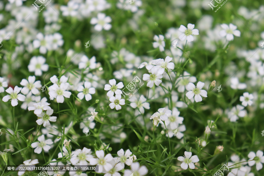 缕丝花