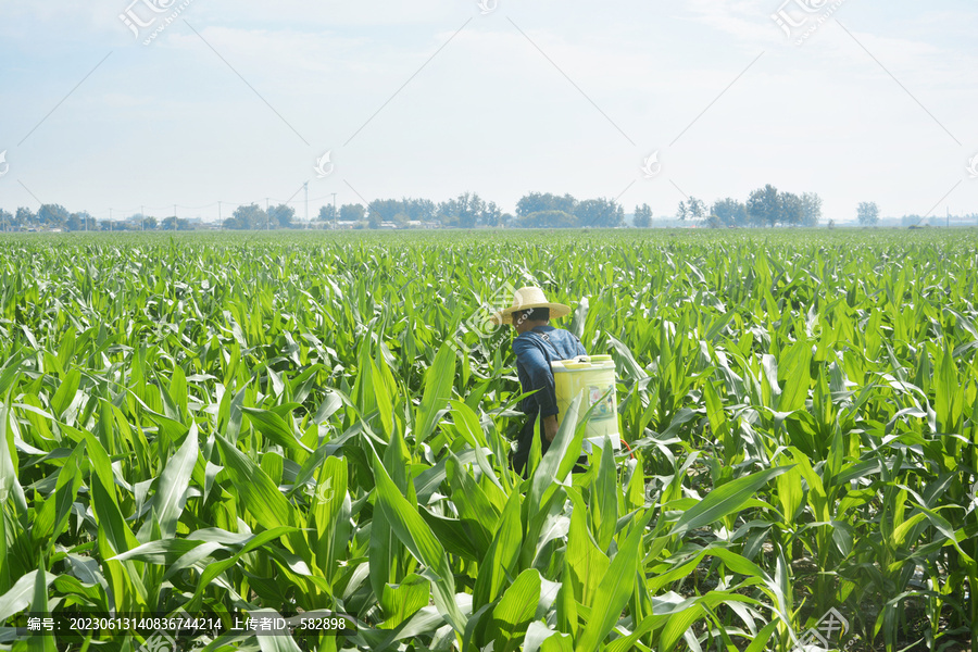 玉米地喷洒农药
