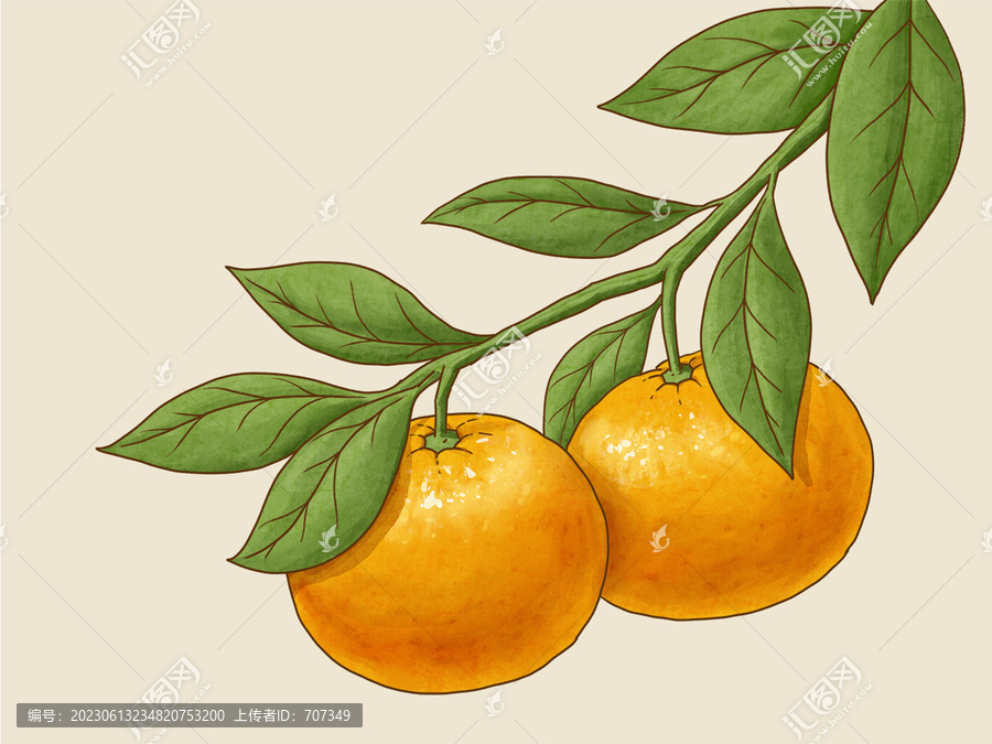 手绘水彩风橘子新会大红柑