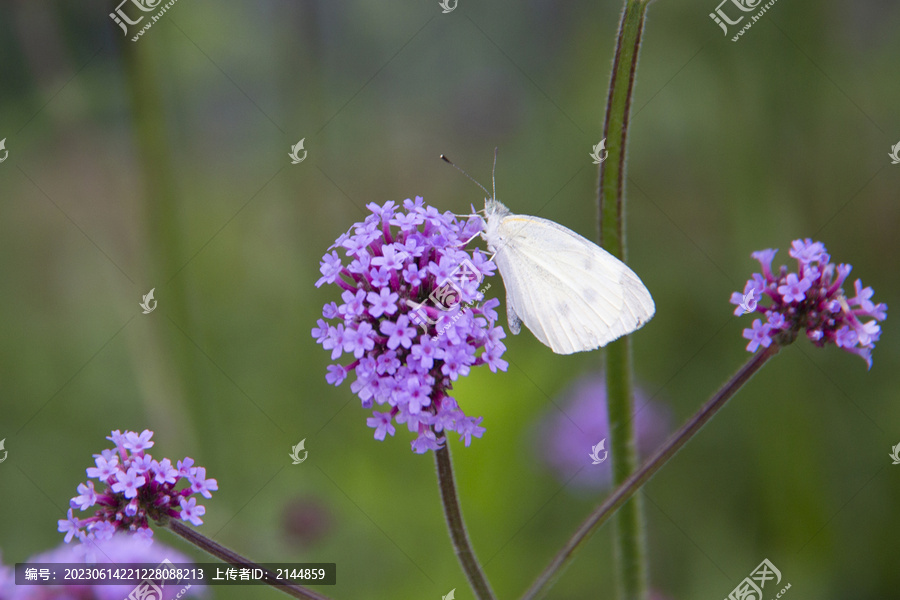 蝶恋花