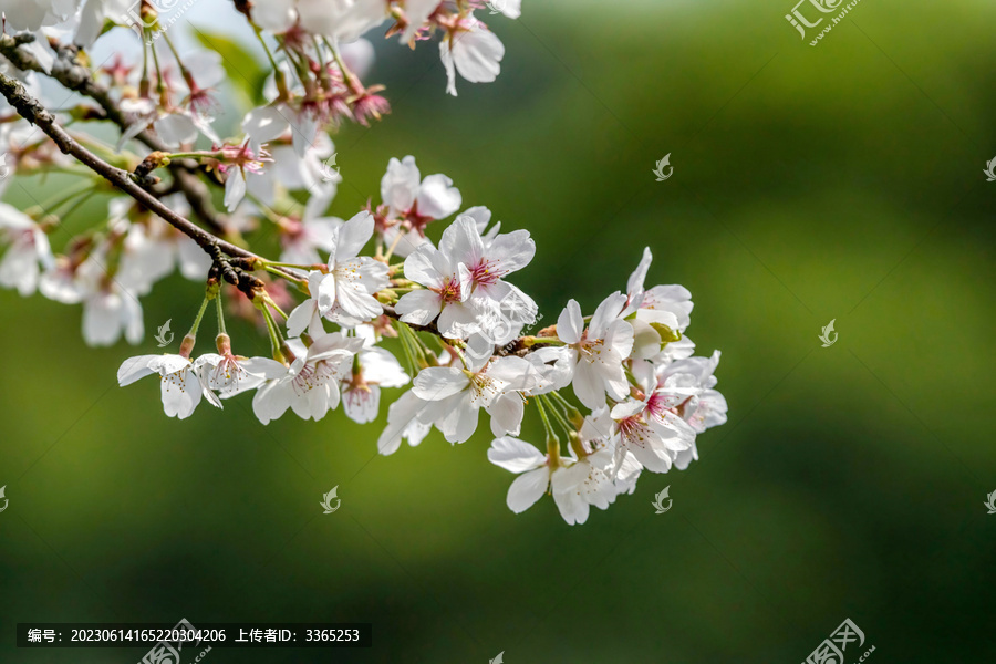 湖南省植物园樱花