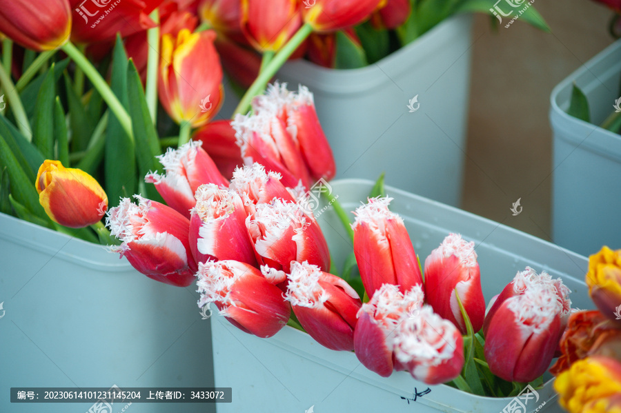 郁金香鲜花室内盆栽花艺装饰