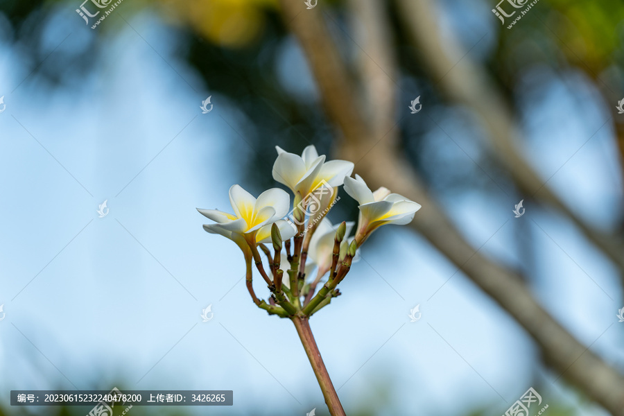 户外盛开的鸡蛋花特写