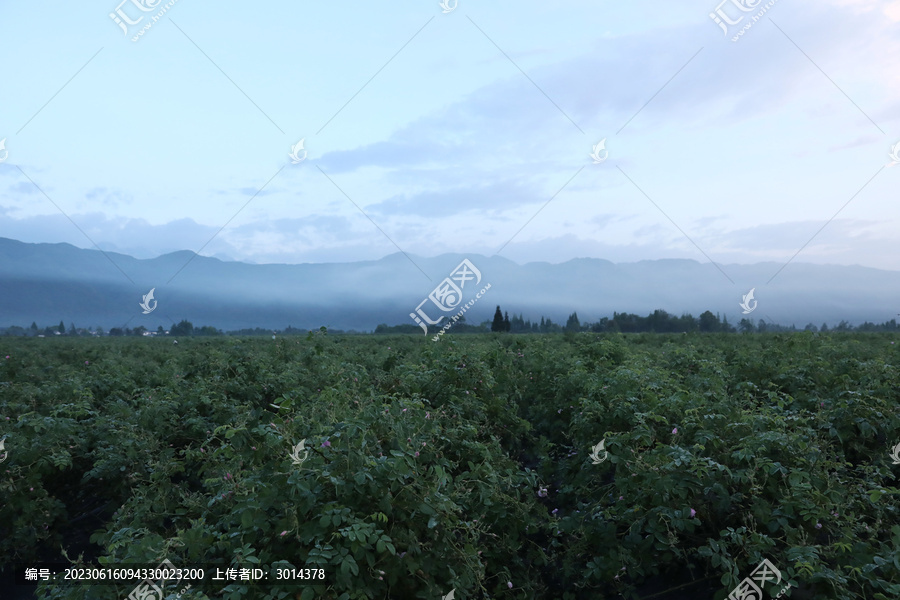 大马士革玫瑰精油纯露蒸馏