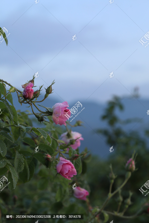 大马士革玫瑰精油纯露蒸馏